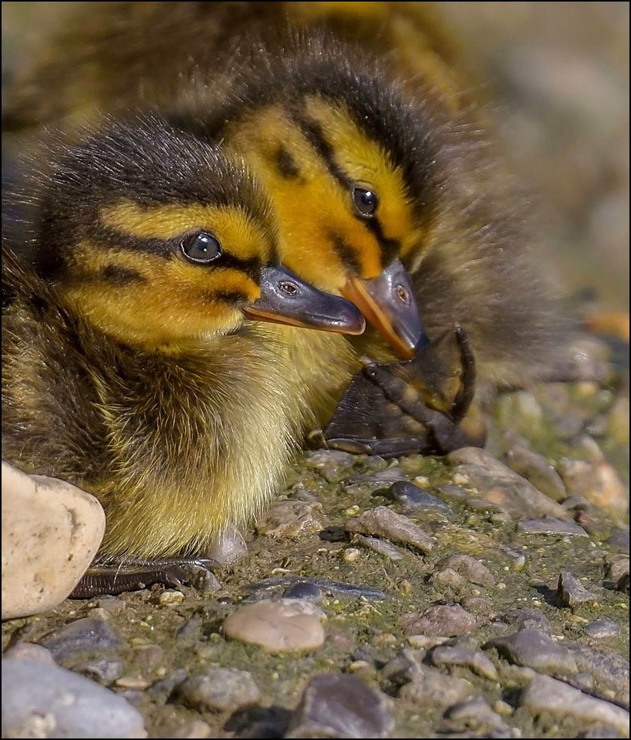 Moment tendresse