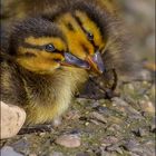 Moment tendresse