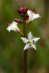 Momentan blüht der Fieberklee (Menyanthes trifoliata)