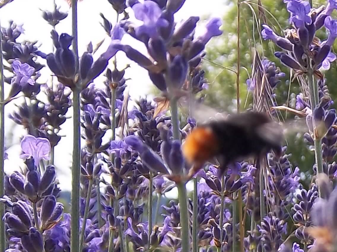 momentaufnahme im lavendel