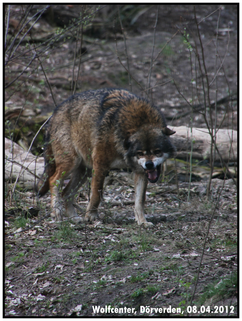 Momentaufnahme im Wolfscenter Dörverden