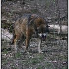 Momentaufnahme im Wolfscenter Dörverden