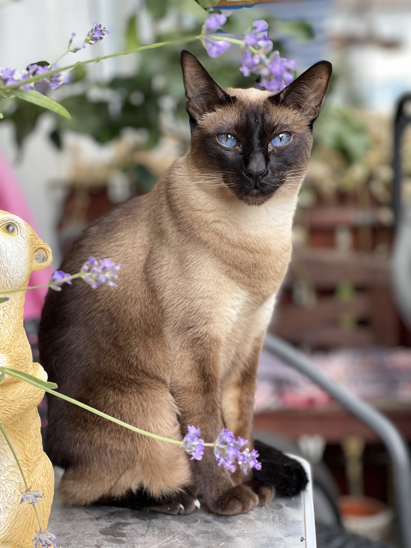 Momentaufnahme meiner Katze mit dem Handy