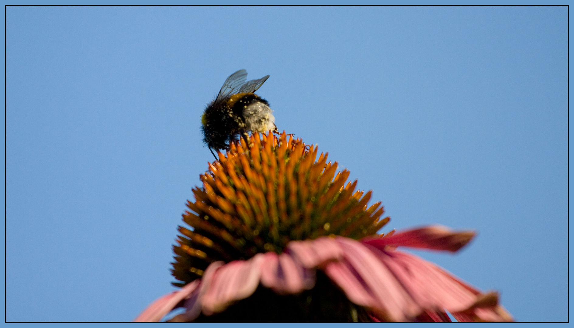 momentaufnahmen im garten (2)