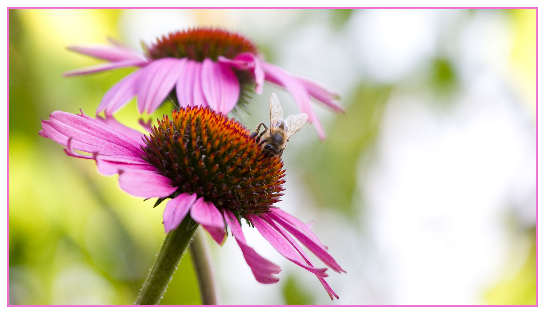 momentaufnahmen im garten (3)