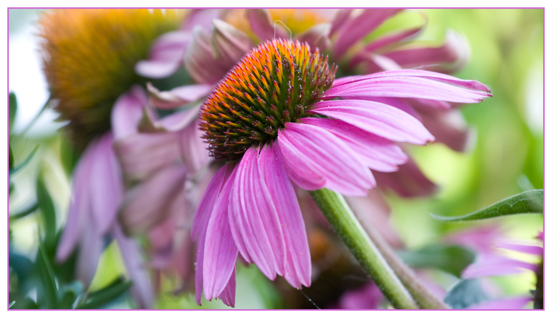 momentaufnahmen im garten (4)