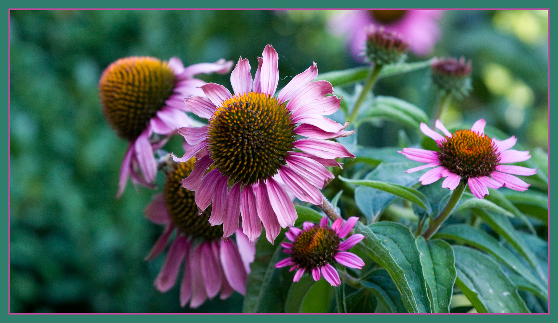 momentaufnahmen im garten (5)