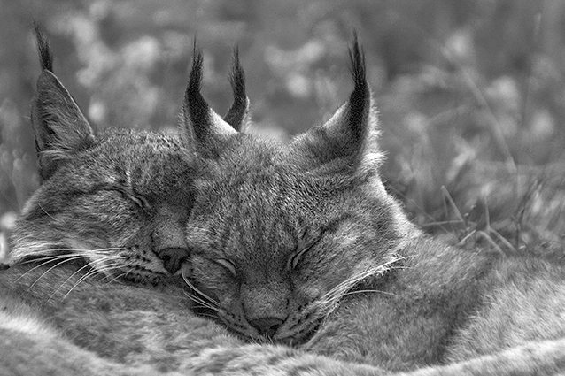 Momente der Gemütlichkeit: Luchs