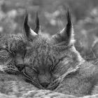 Momente der Gemütlichkeit: Luchs