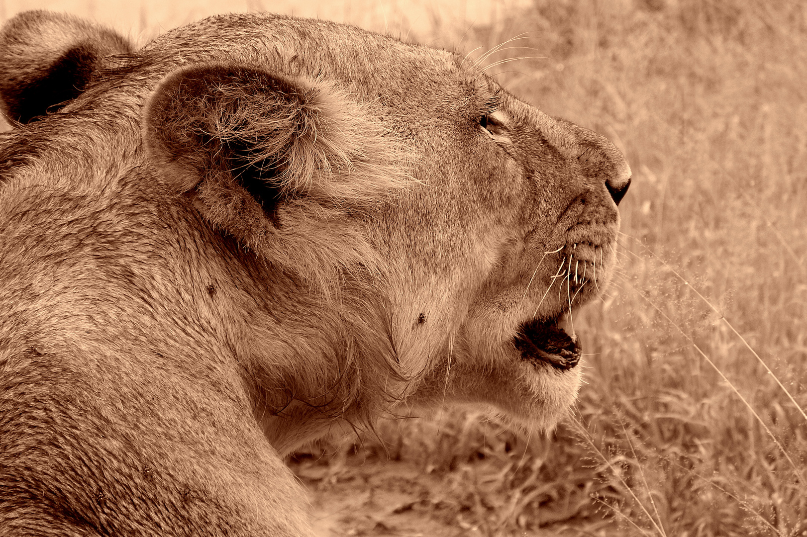 Momente im Ruaha-Park