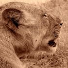 Momente im Ruaha-Park