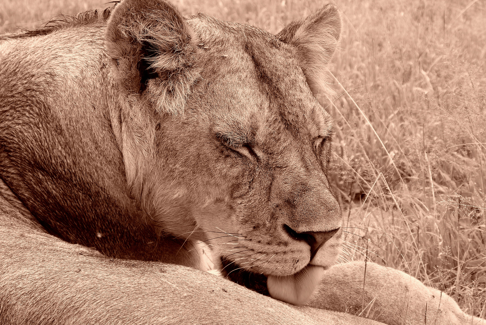 Momente im Ruaha-Park inmitten eines Löwenrudels..