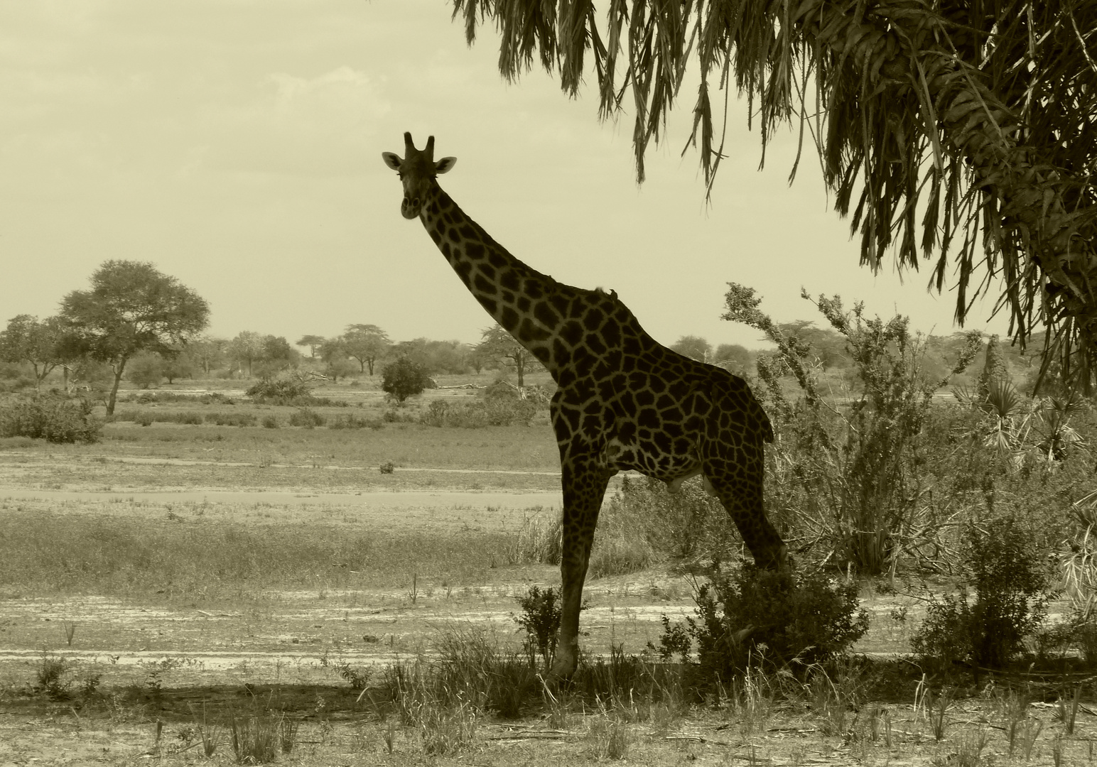 Momente im Selous-Park