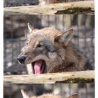 Momente im Wolfs-Leben