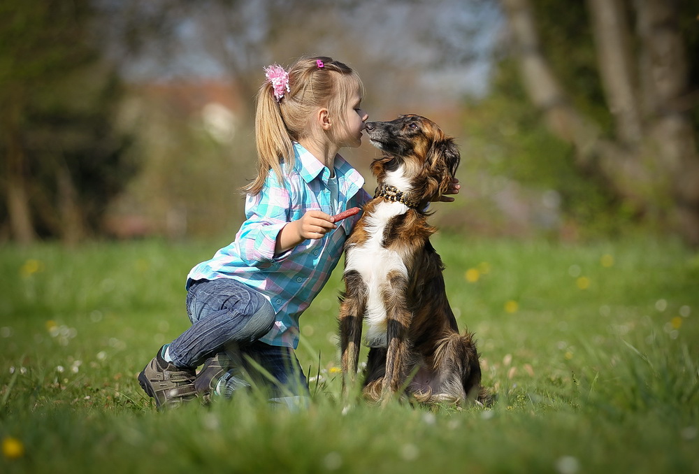 Moment's von Whippetfamilie 