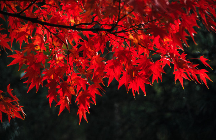 Momiji II