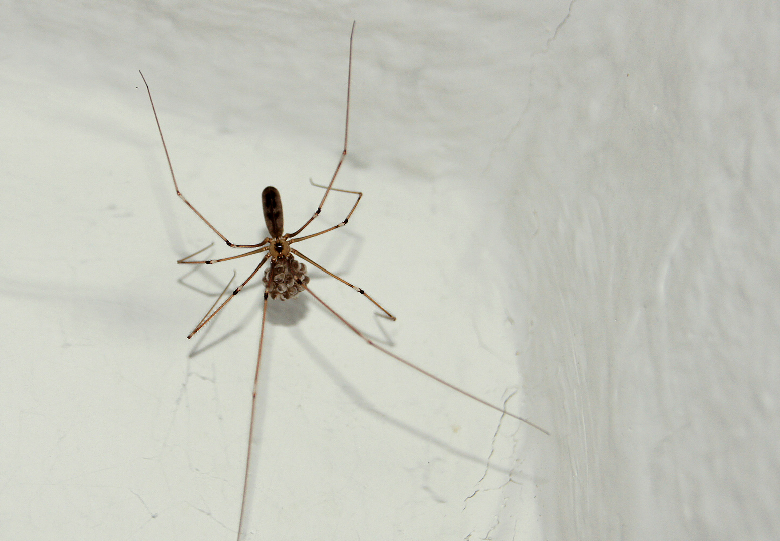 - mommy longlegs -