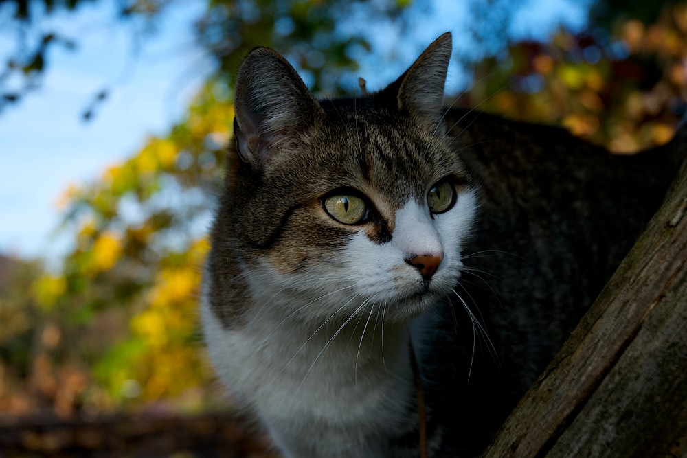 momo auf der pirsch