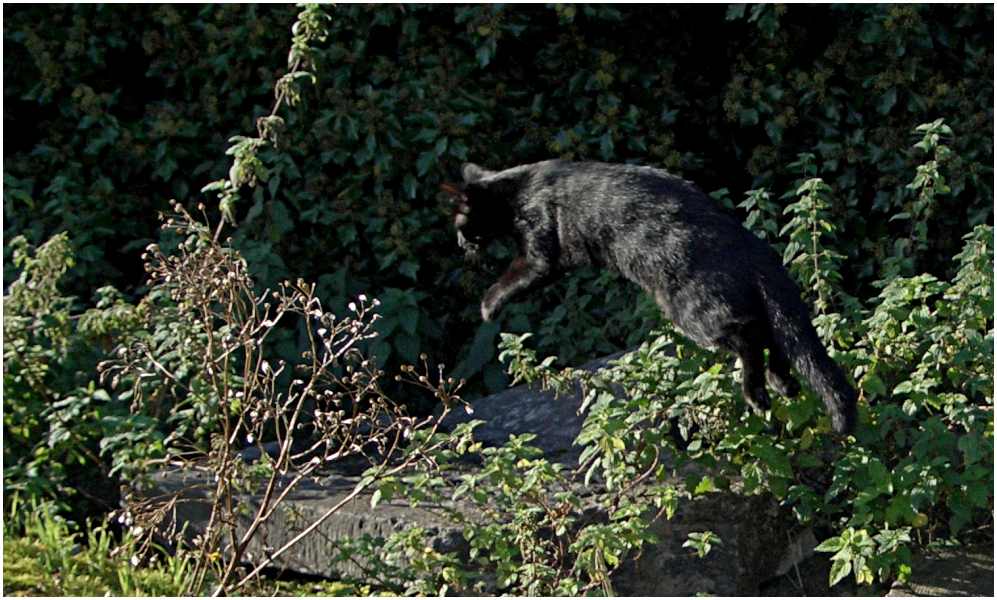 Momo beim Fliegen erwischt...