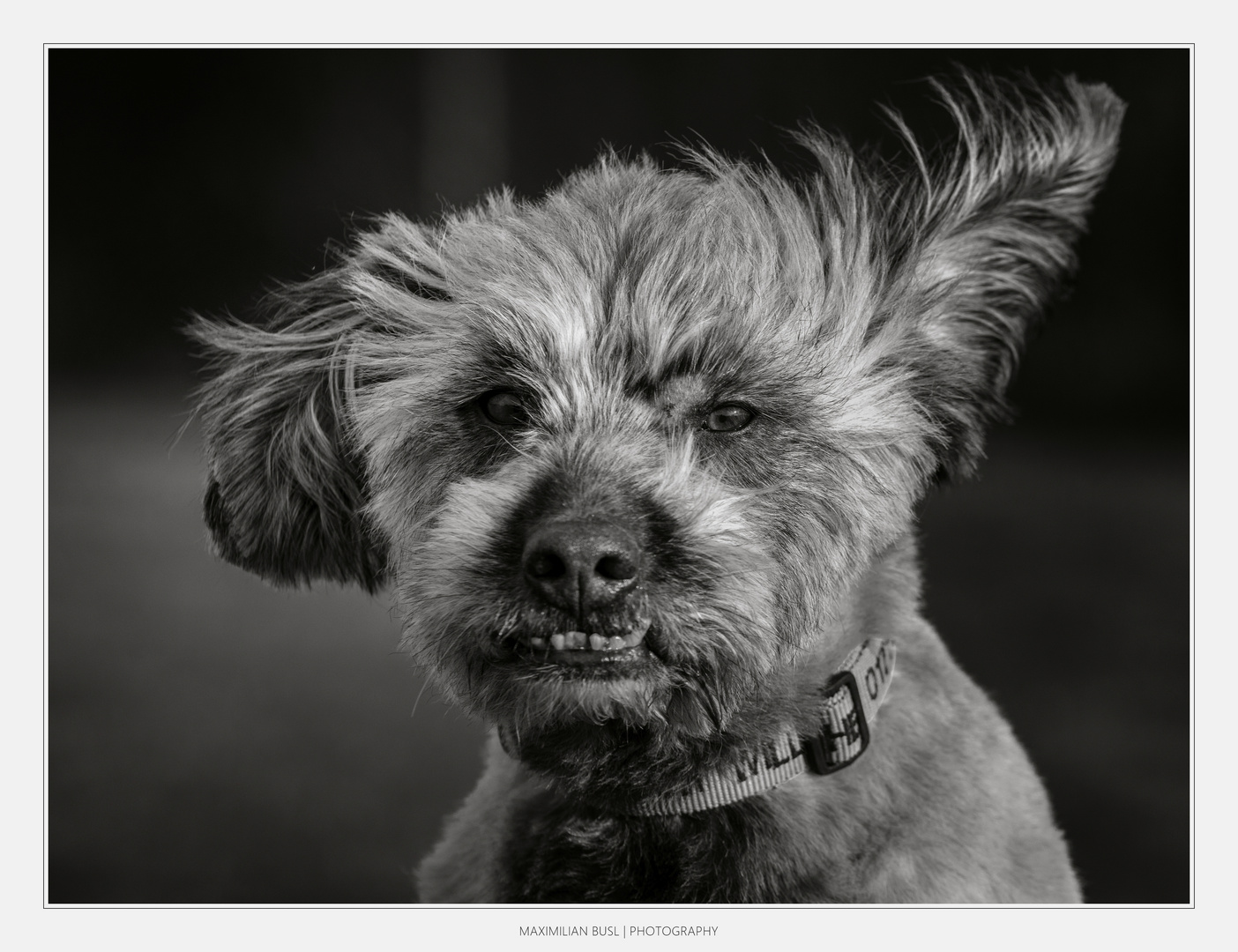 Momo Foto & Bild | tiere, haustiere, hunde Bilder auf ...