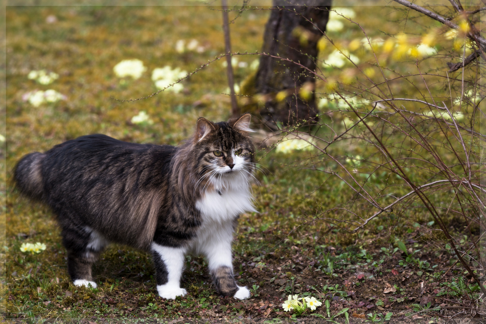 Momo in Nachbars Garten