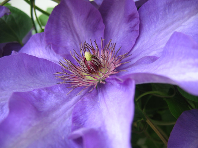 Moms Aufzucht *Clematis*