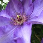 Moms Aufzucht *Clematis*