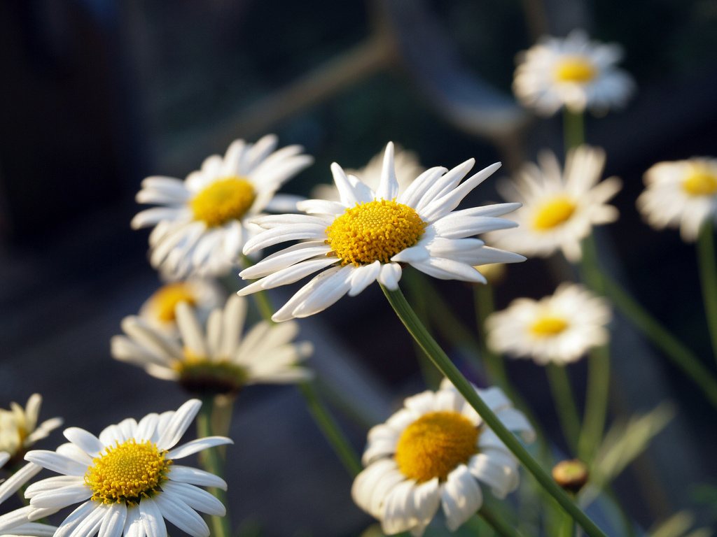 Moms Flower