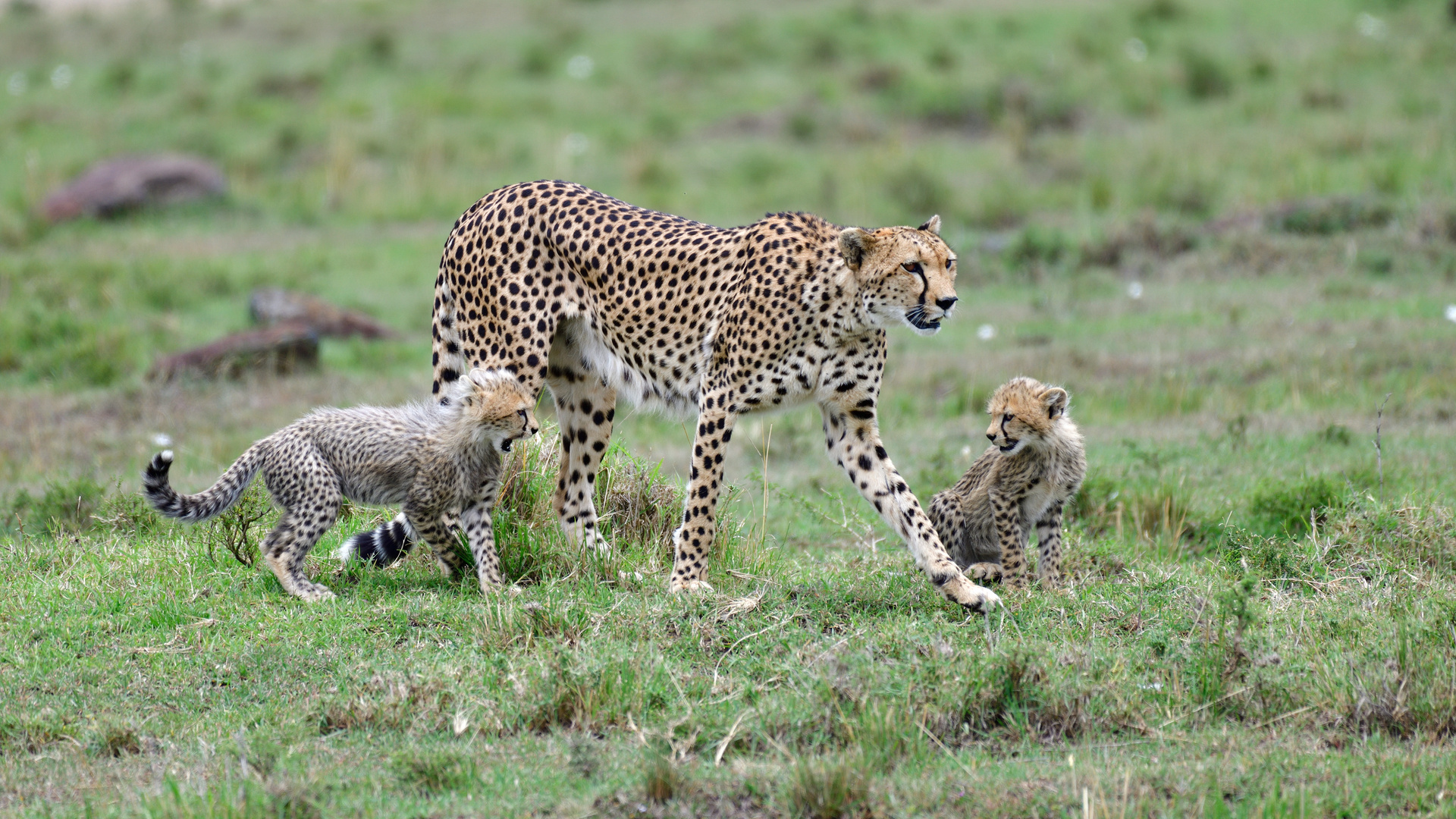 Mom's leading the way