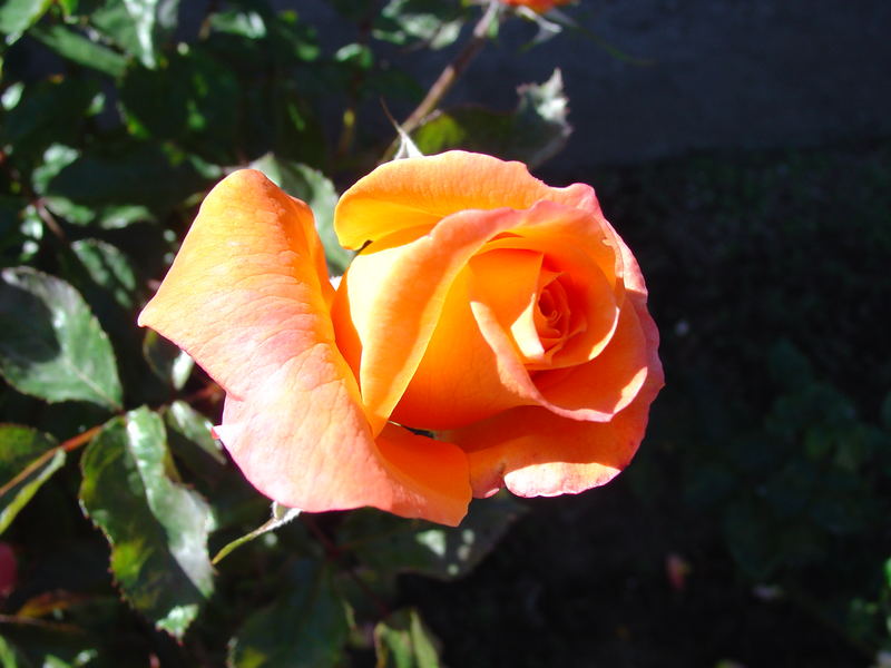 Mom's Rose 2