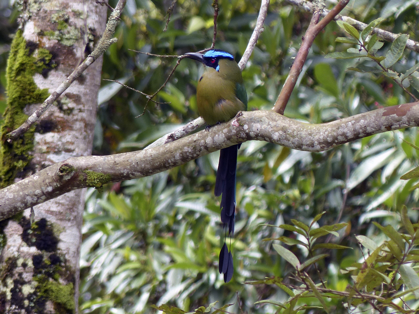 Momutus aequatoriales (Barranquero)