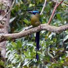 Momutus aequatoriales (Barranquero)