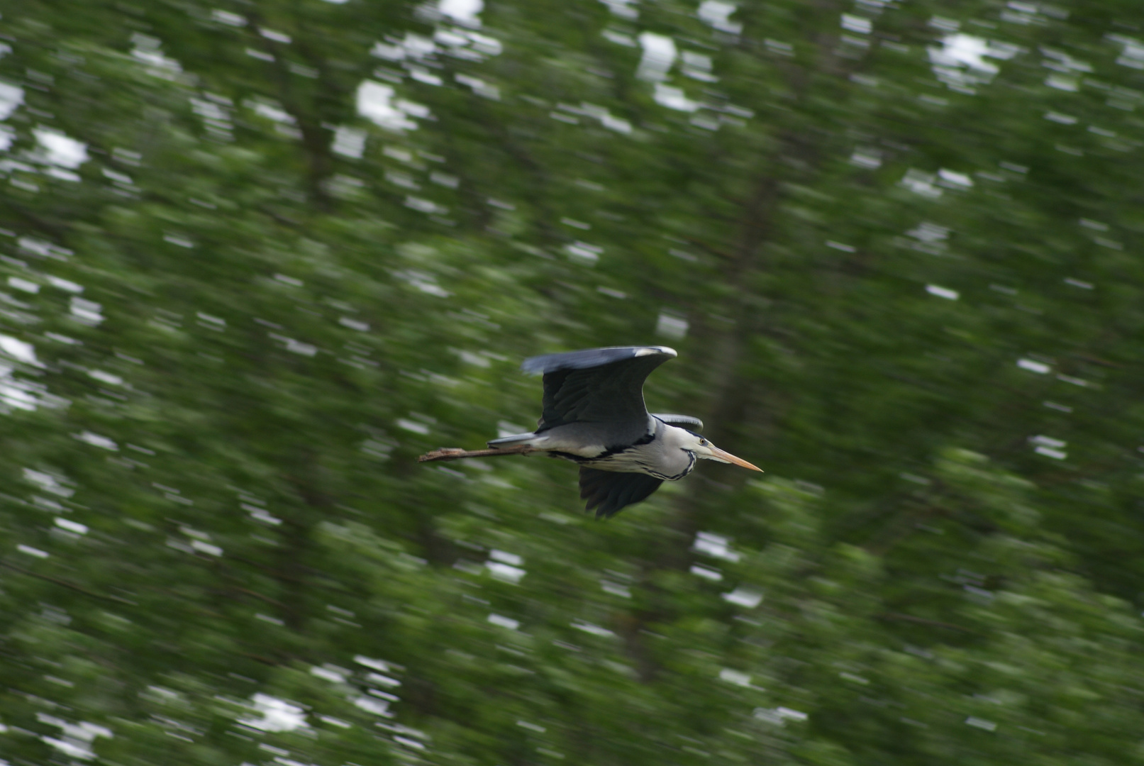 mon 1er HERON