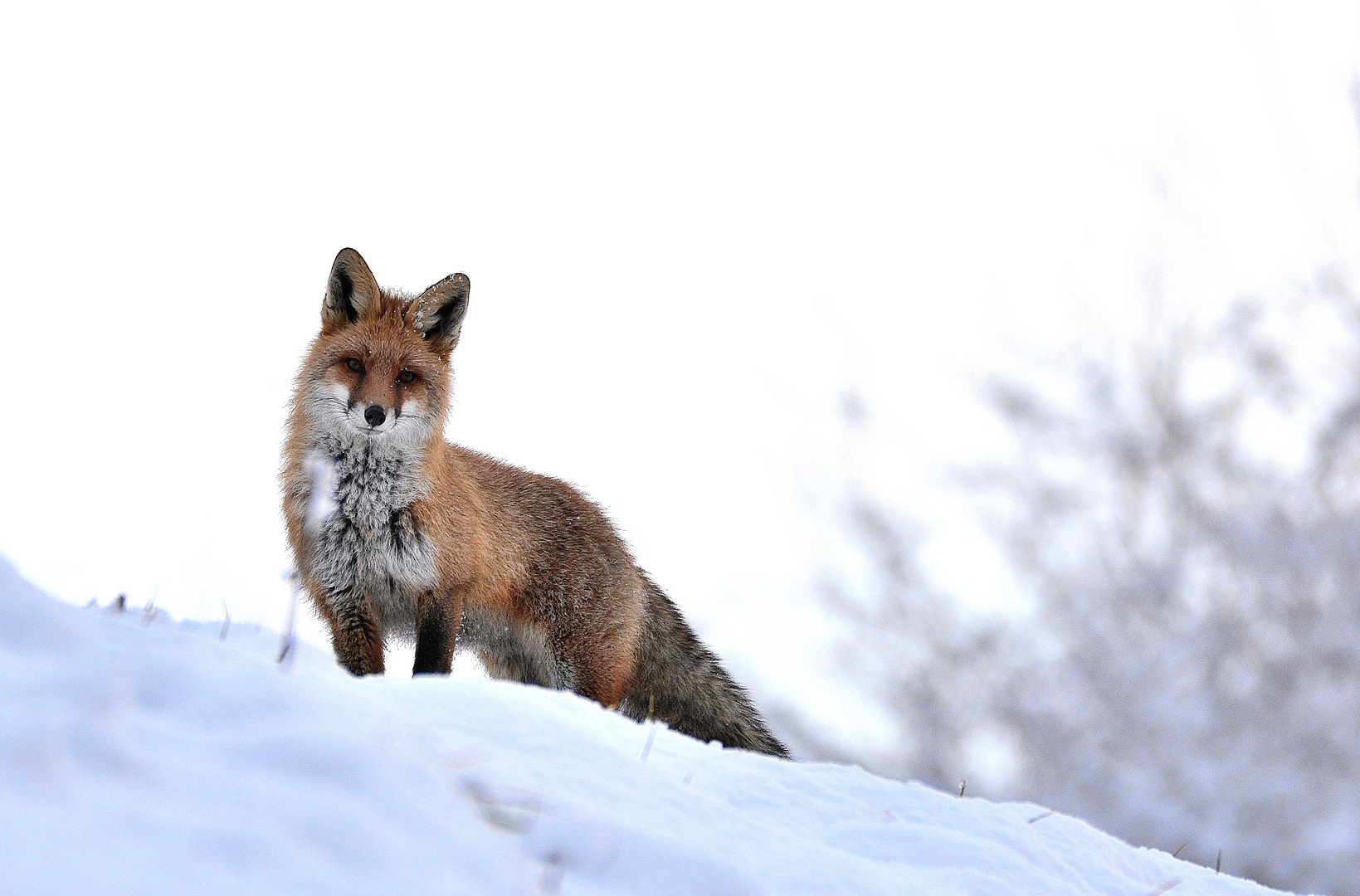 Mon ami de cet hiver ...