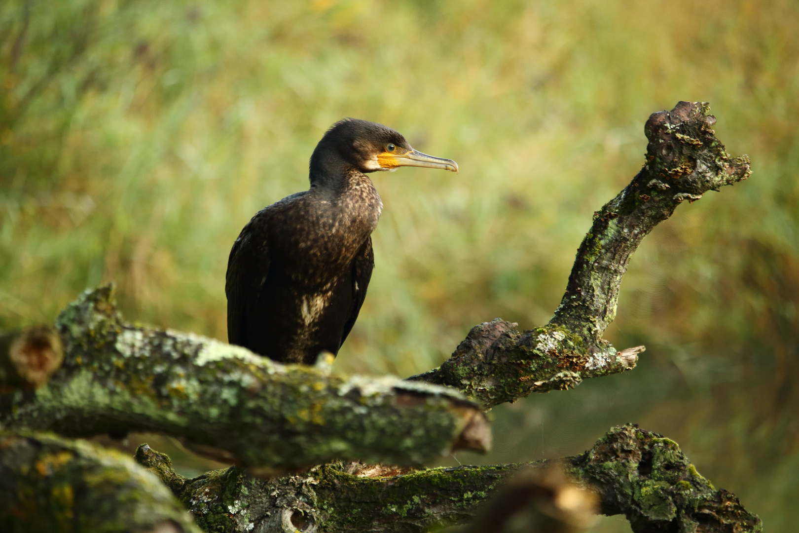 Mon ami le cormoran 