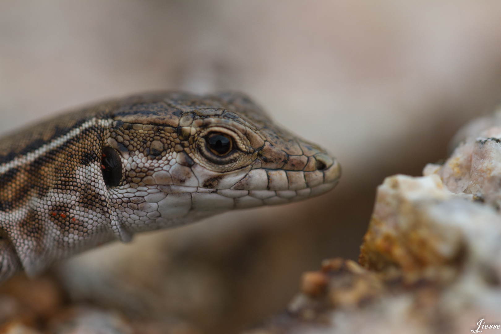 mon ami le lézard