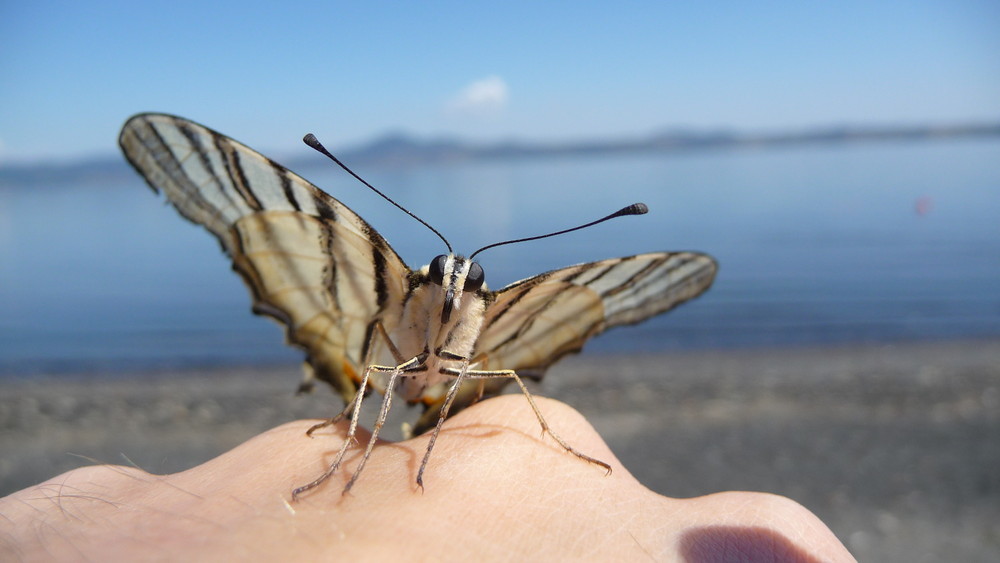 Mon ami le papillon