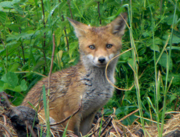 Mon ami le Renard