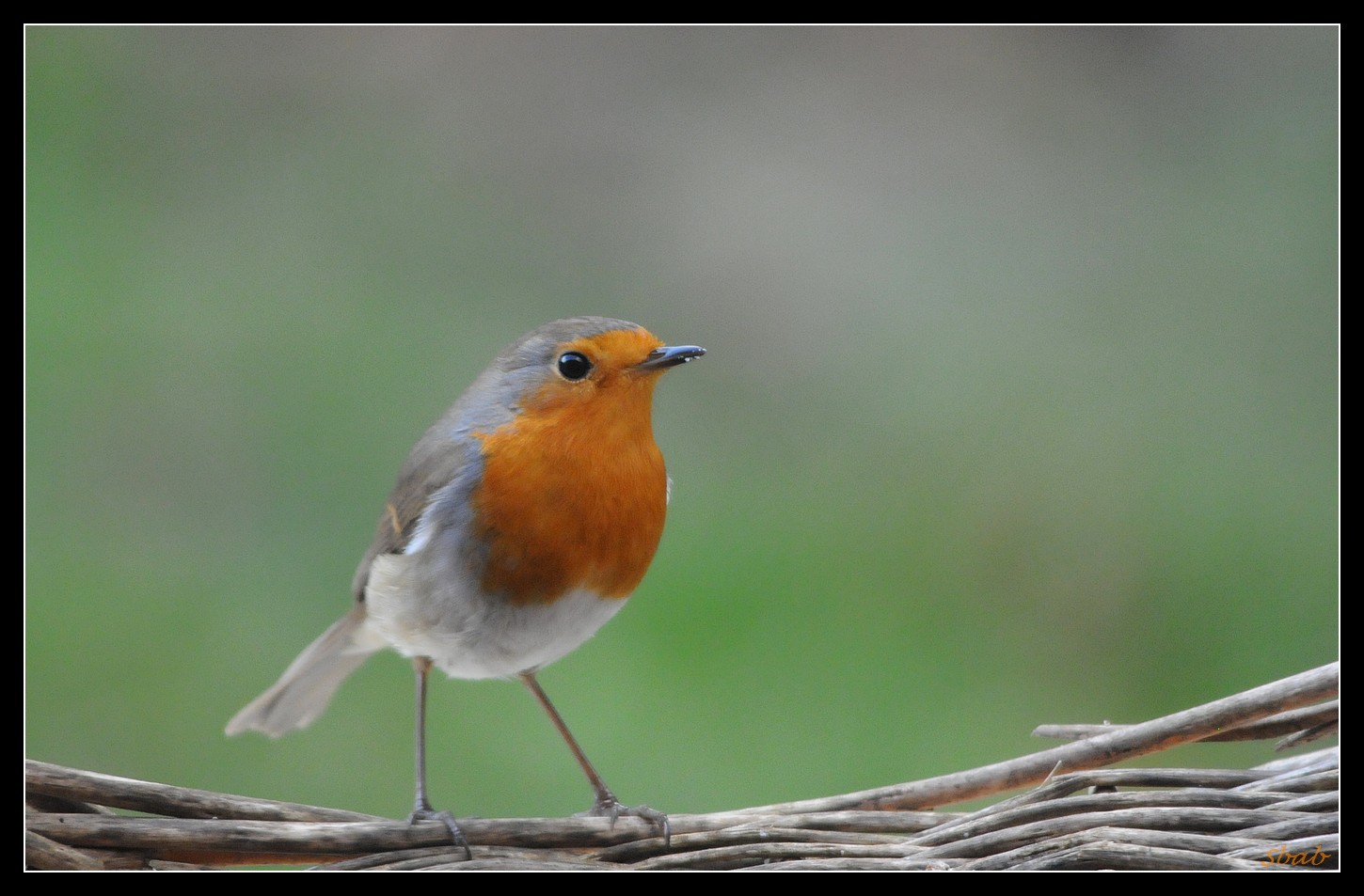 mon ami le rouge gorge