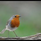 mon ami le rouge gorge