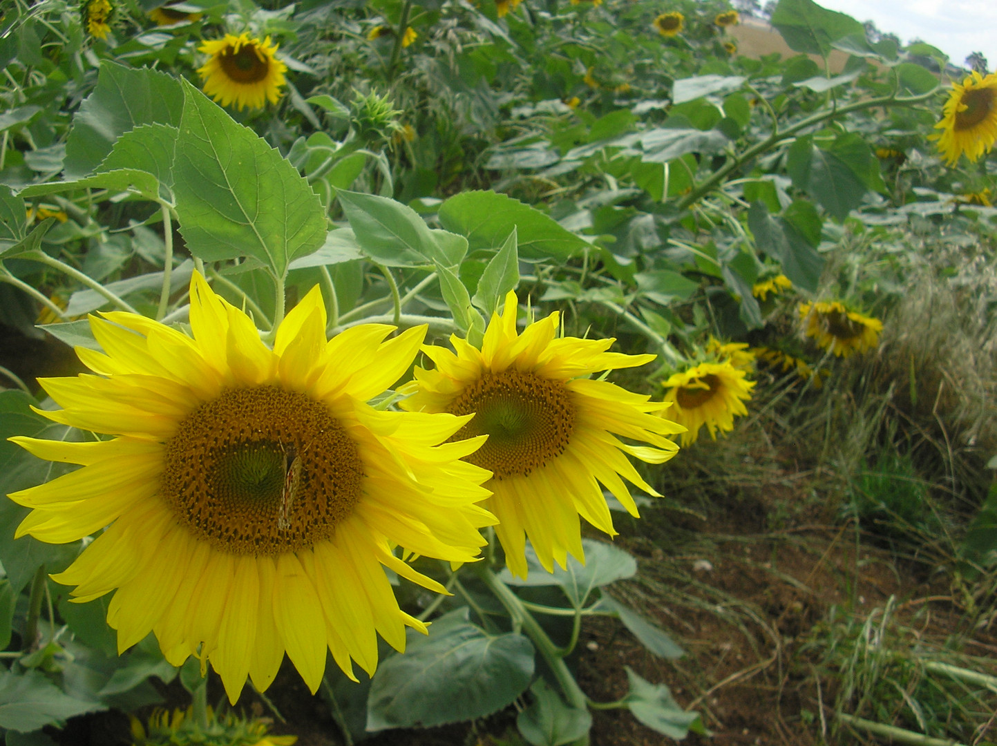 Mon ami le tournesol!!!