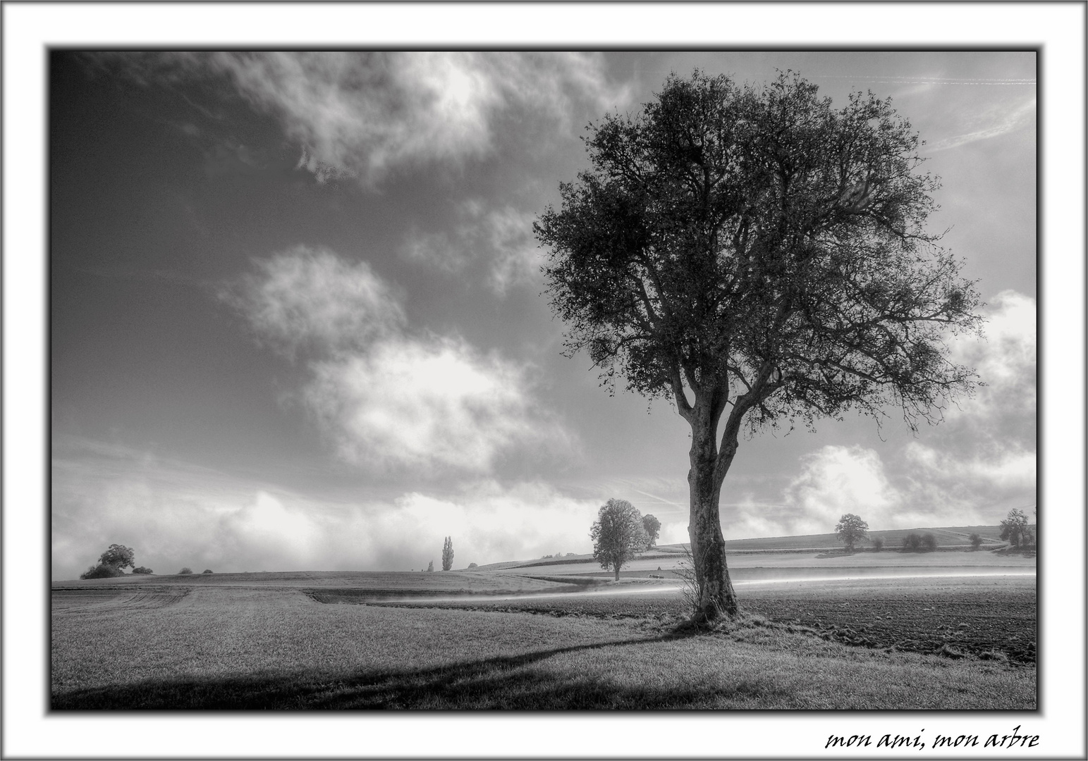 mon ami, mon arbre