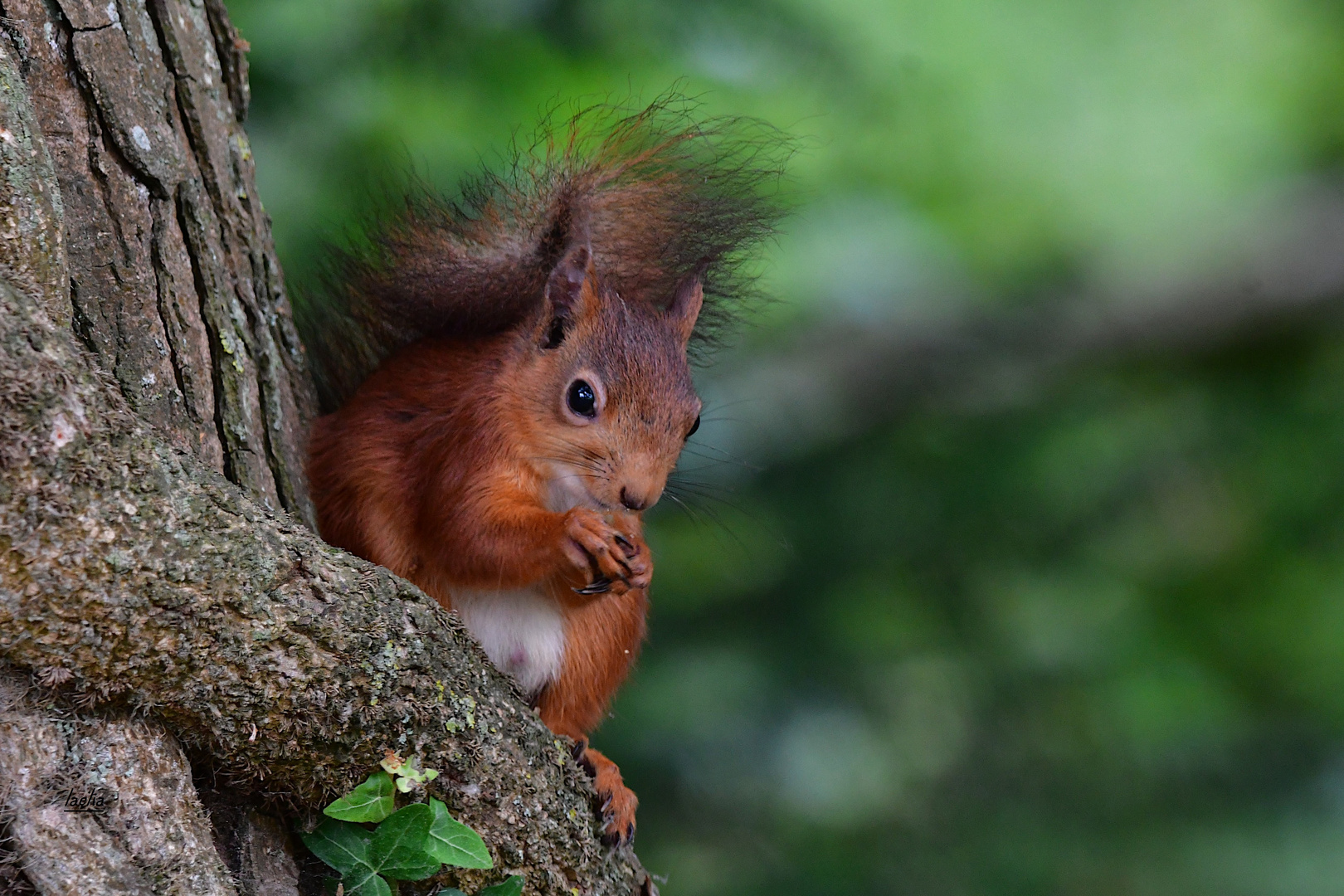 mon ami NOISETTE protegeons le NATURE 