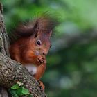 mon ami NOISETTE protegeons le NATURE 