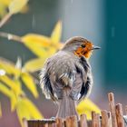 MON AMI SOUS LA PLUIE