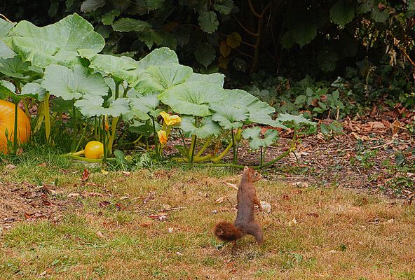 Mon ami Squeezy au potager
