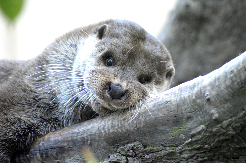 Mon amie la loutre