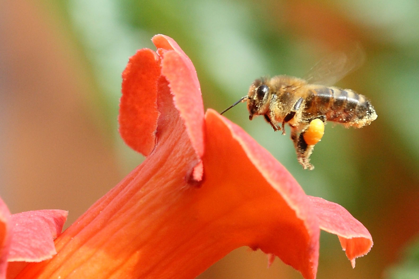 Mon amie l'abeille