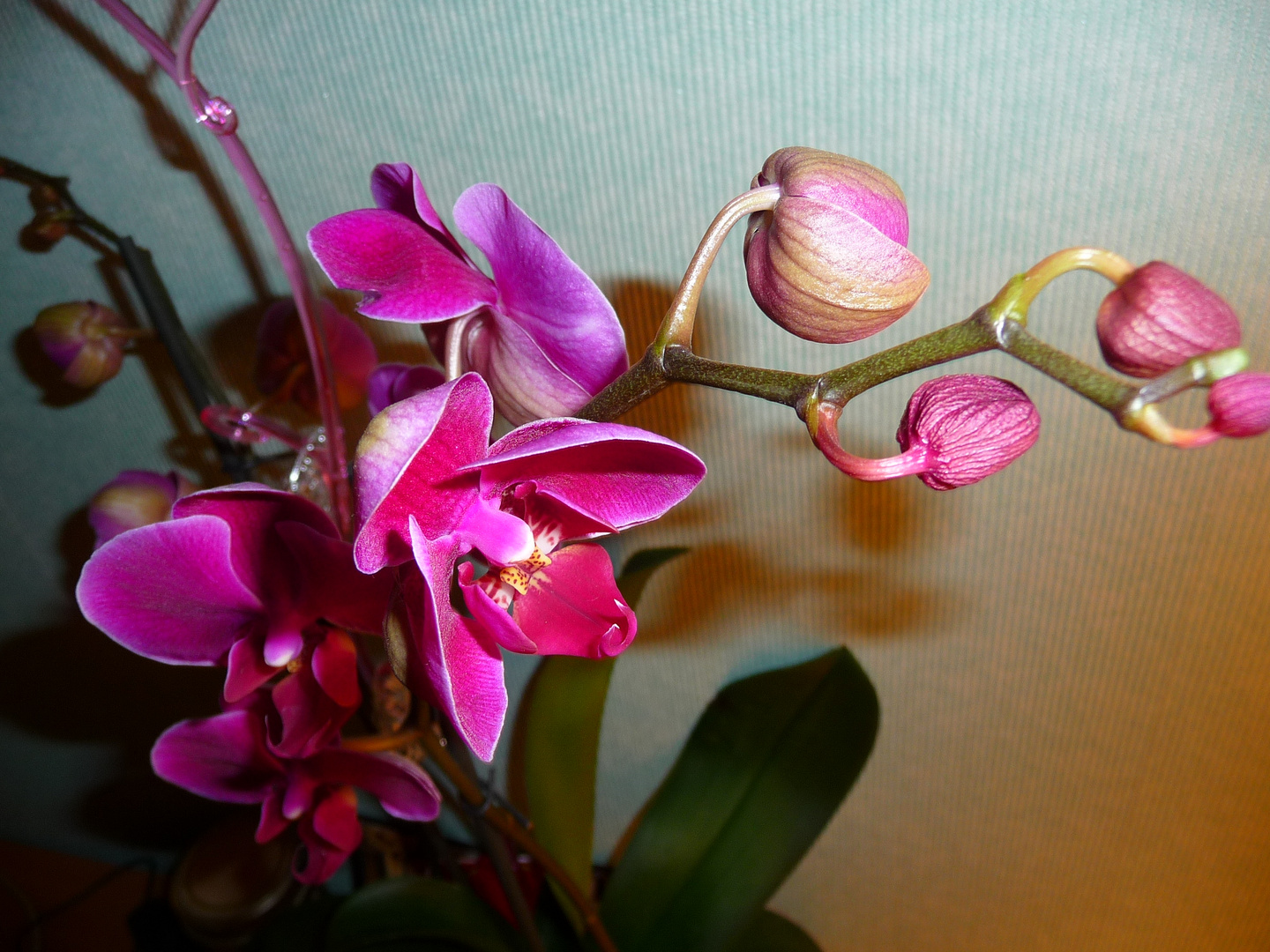 Mon Amour d'Orchidée