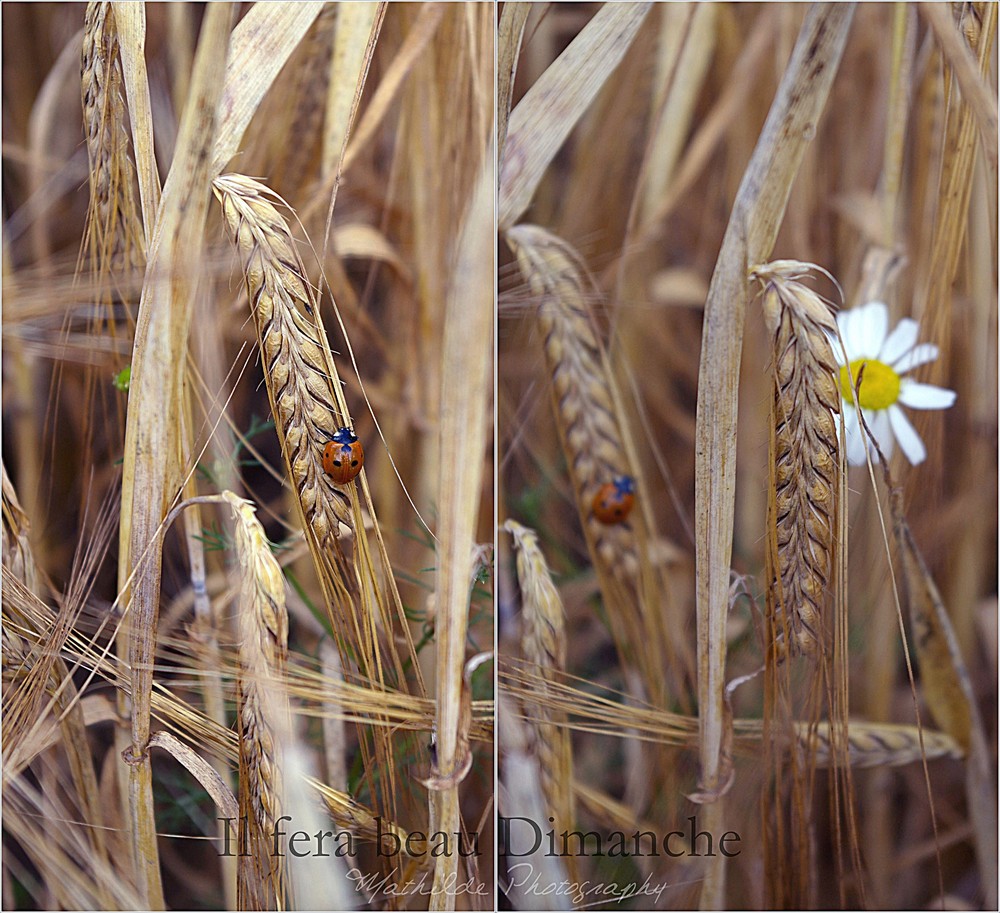 Mon amour pour les Coccinelles